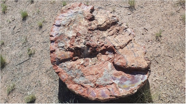 Petrified Wood